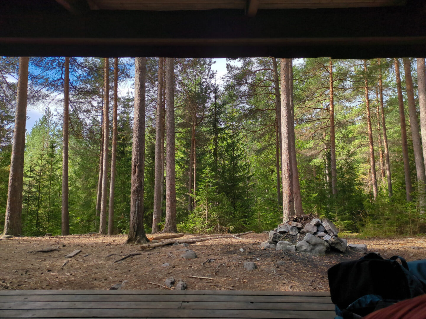 Ein Blick in einen lichten Fichtenwald aus einer Holzhütte